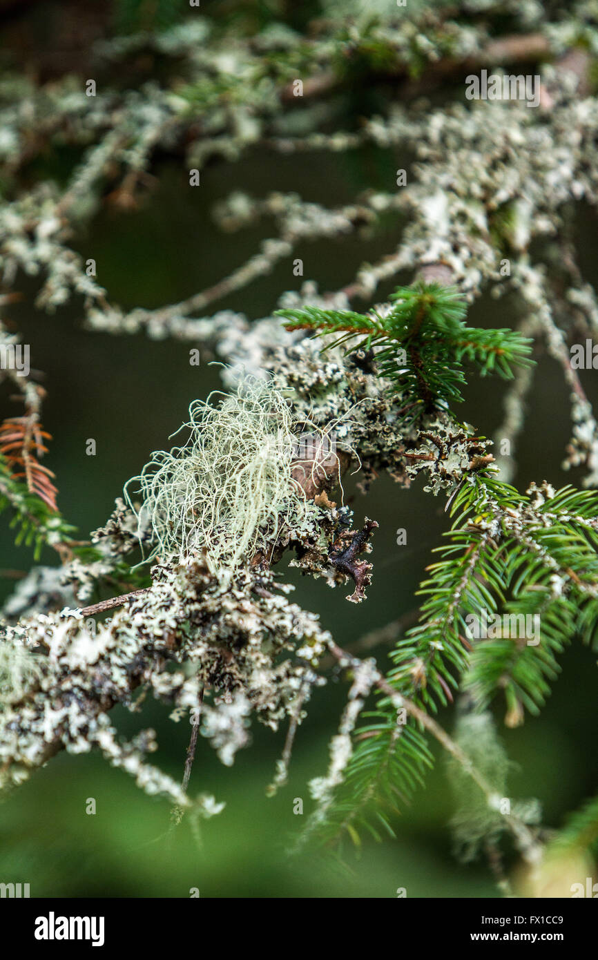 Lichen on tree hi-res stock photography and images - Alamy