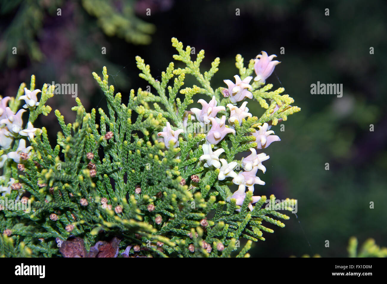 Serbia - White cedar (Thuja occidentalis) branch with pinecone offshoots Stock Photo