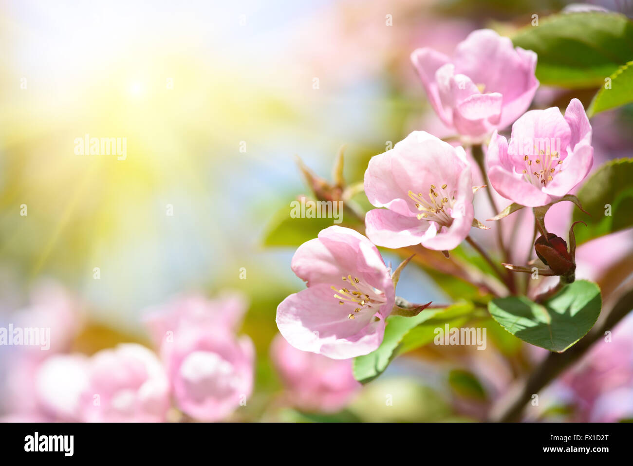 Spring flowers macro view. Shallow deep focus Stock Photo