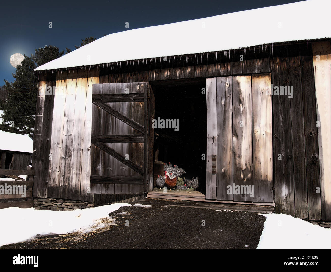 chickens at night Stock Photo Alamy