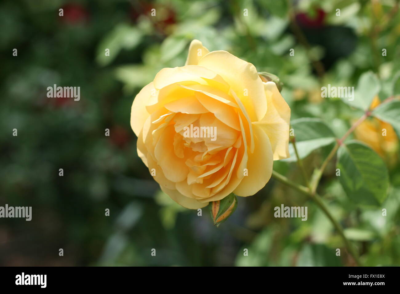 Beautiful, bright yellow single rose Stock Photo Alamy