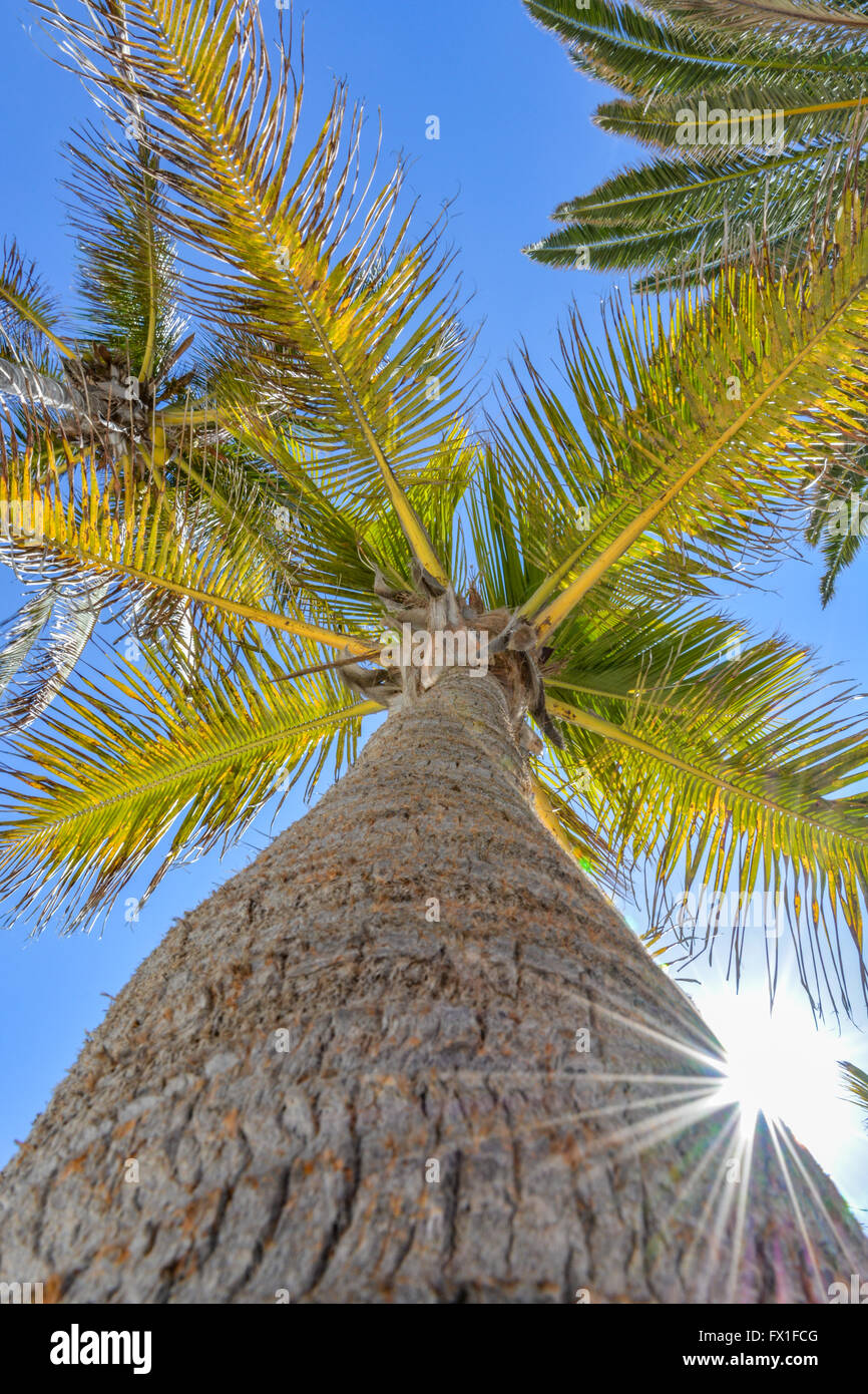 Palm tree green brown leaves hi-res stock photography and images - Alamy