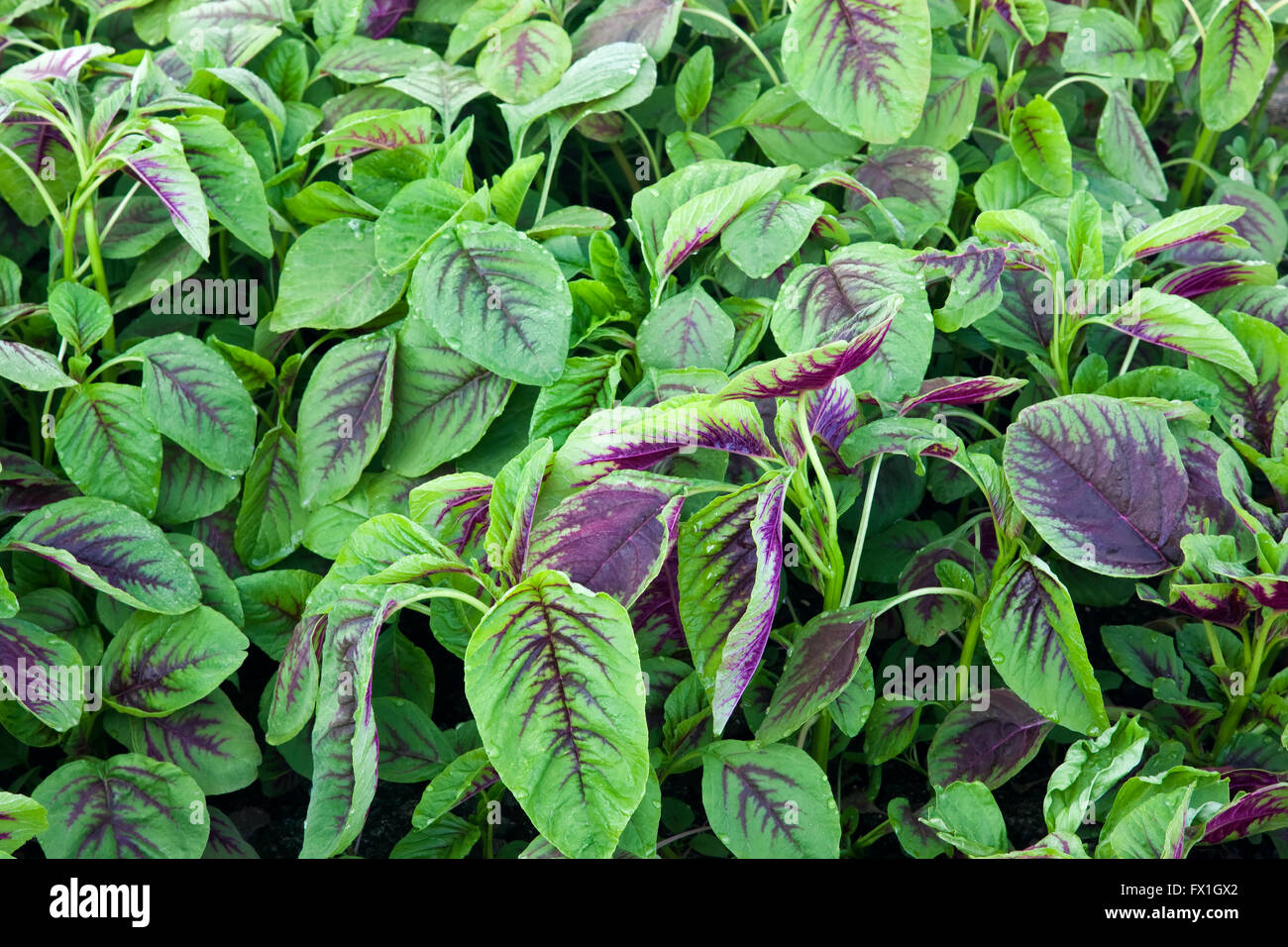 Jan choi, Chinese spinach growing in greenhouse. Stock Photo