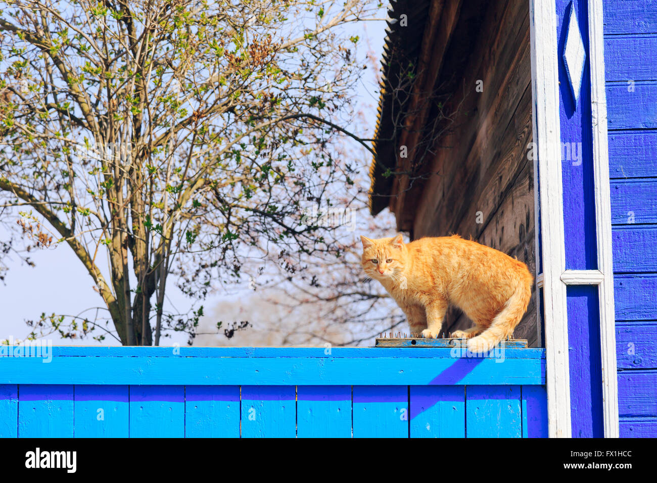 Red cat sitting on the blue fence Stock Photo - Alamy