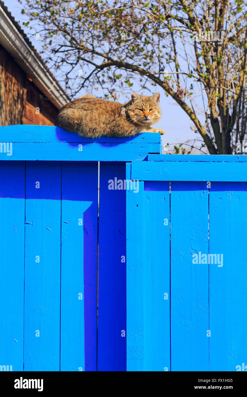 Red cat sitting on the blue fence Stock Photo - Alamy