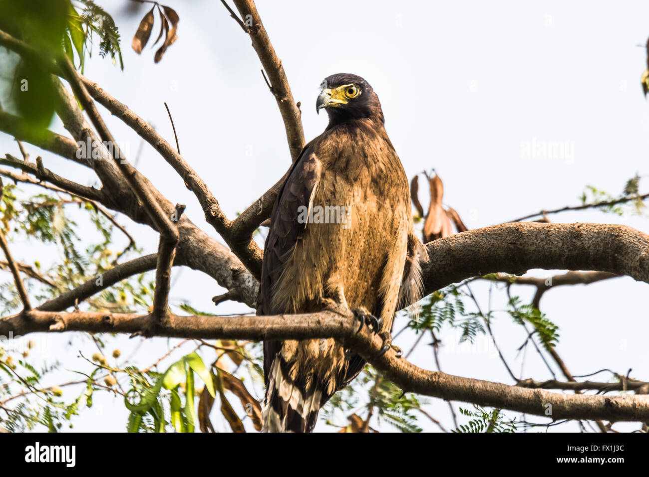 Serpent Eagle perched Stock Photo - Alamy