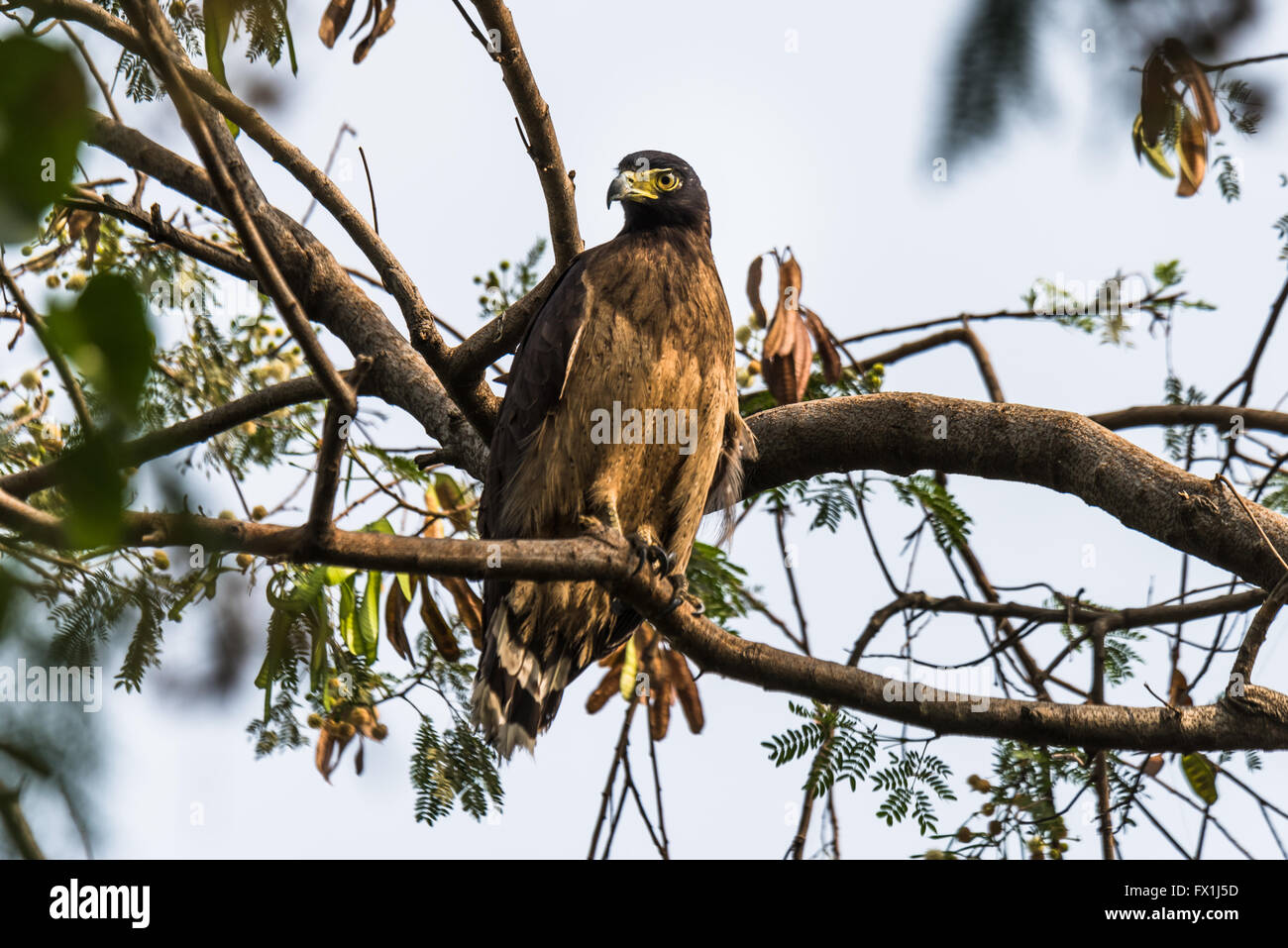 Serpent Eagle perched Stock Photo - Alamy