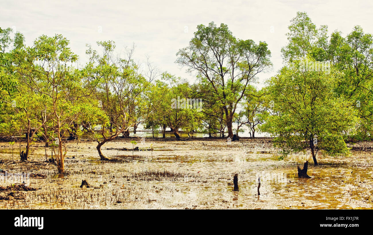 Mangrove Swamp At Low Tide In Thailand Stock Photo Alamy