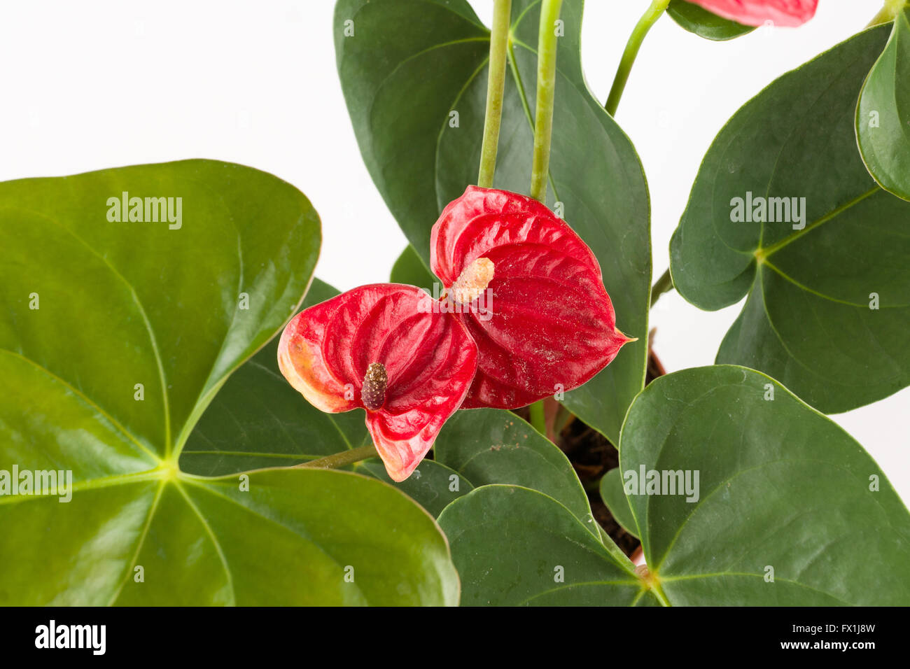 Anthurium a flowering plant with beautiful flowers on a white background Stock Photo