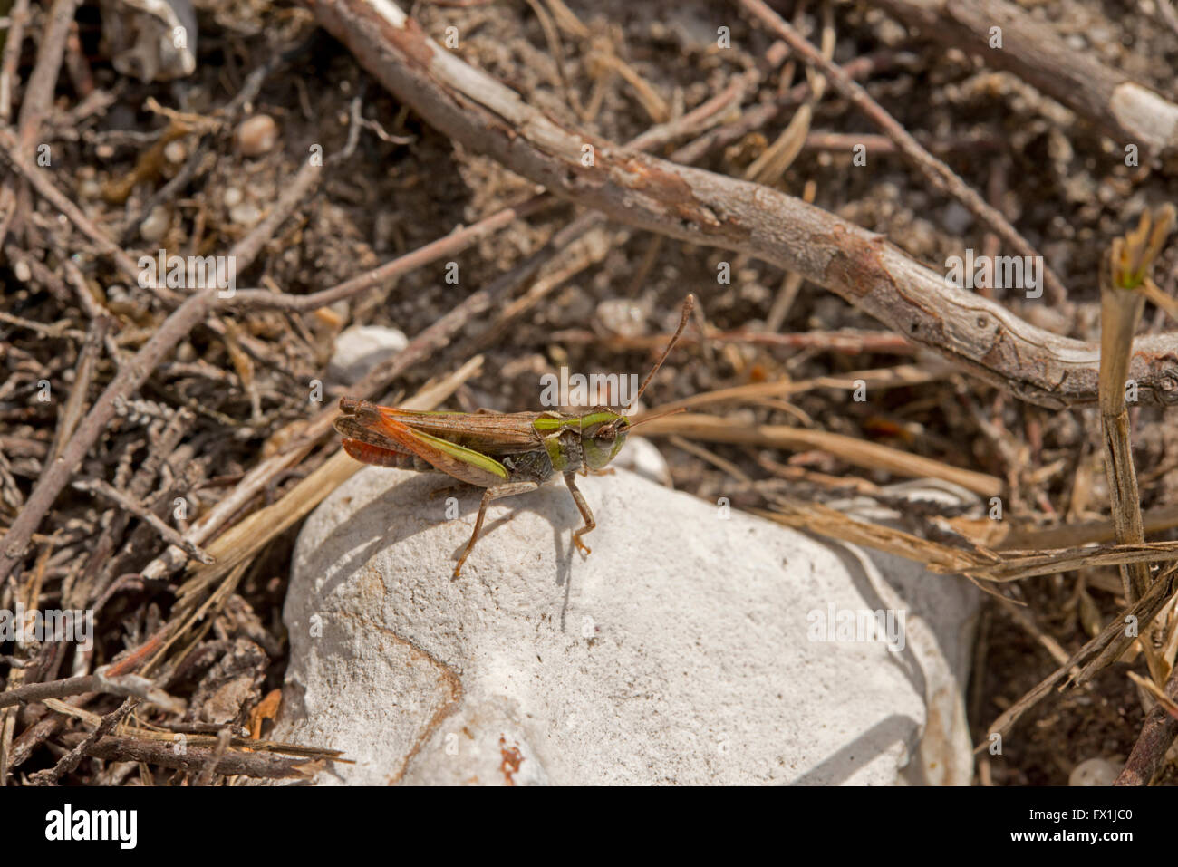 Mottled Grasshopper on a stone in sunlight Stock Photo