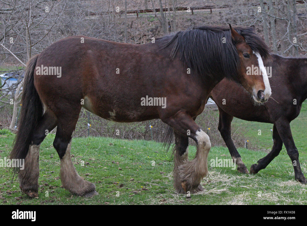 Happy horses on Swallowtail Farm, North Guilford, Connecticut Gabe