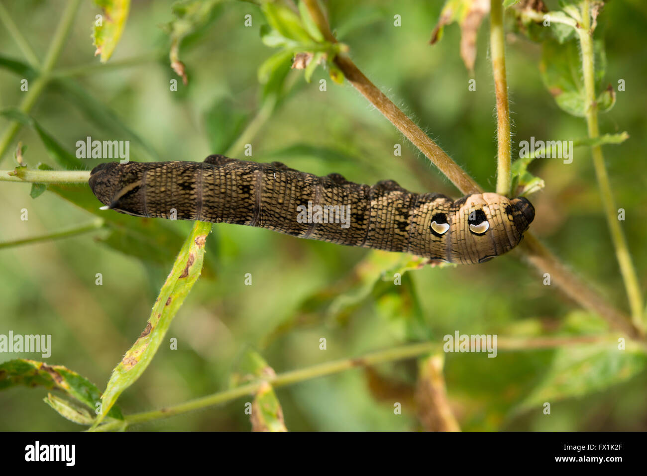 Caterpillar of Elephant hawk moth feeding on willowherb Stock Photo