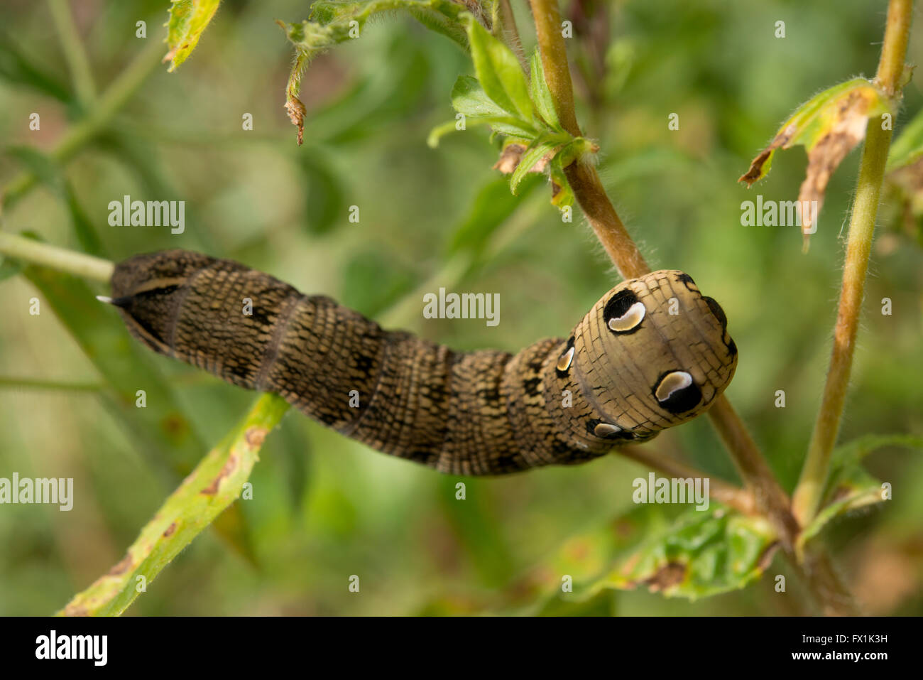 Elephant hawkmoth caterpillar showing defensive eye spots Stock Photo