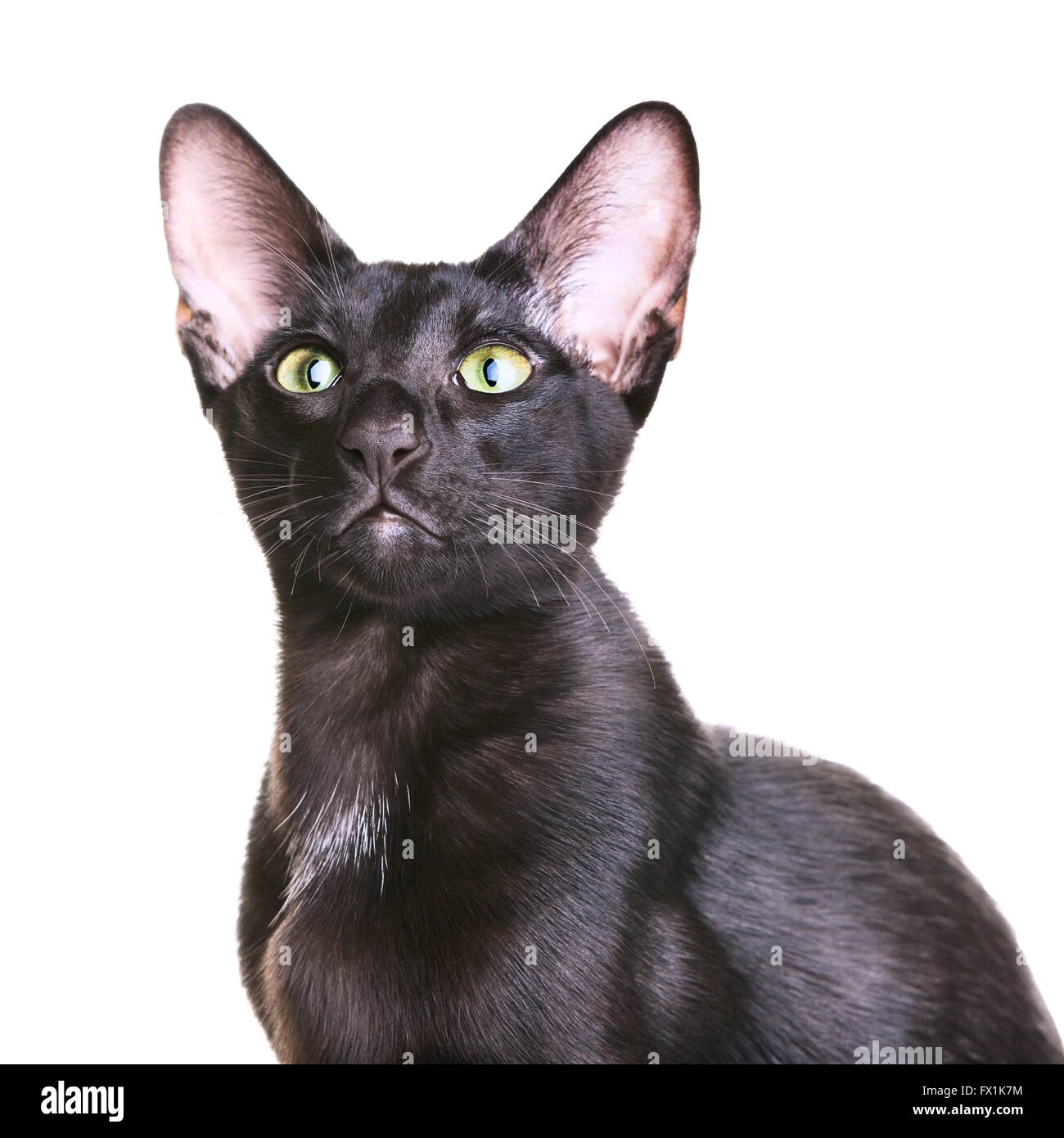 Black Oriental Shorthair Cat Portrait Isolated On White