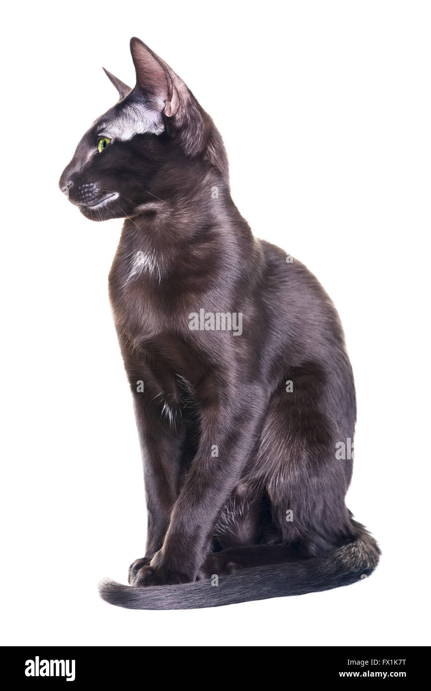 Black Oriental Shorthair Cat Portrait Isolated On White
