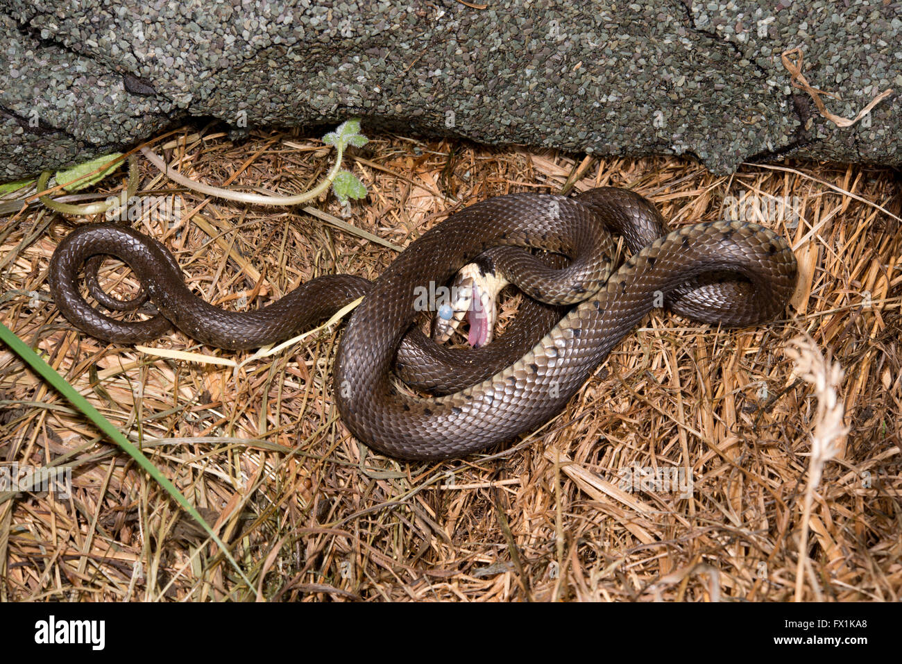 File:Natrix natrix playing dead.jpg - Wikimedia Commons