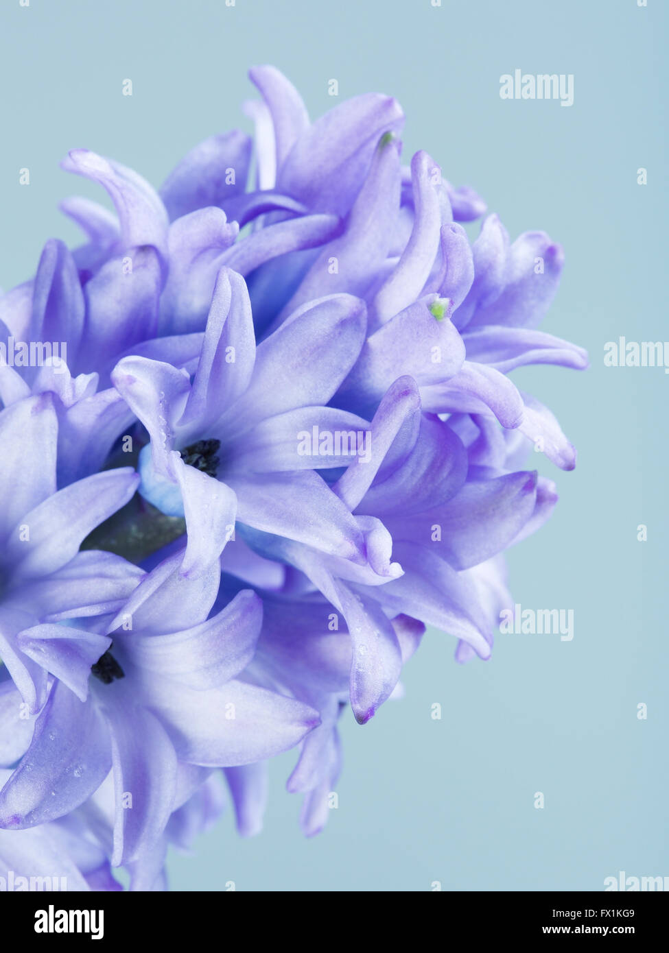 beautiful fresh blue hyacinth flower on gray background Stock Photo - Alamy