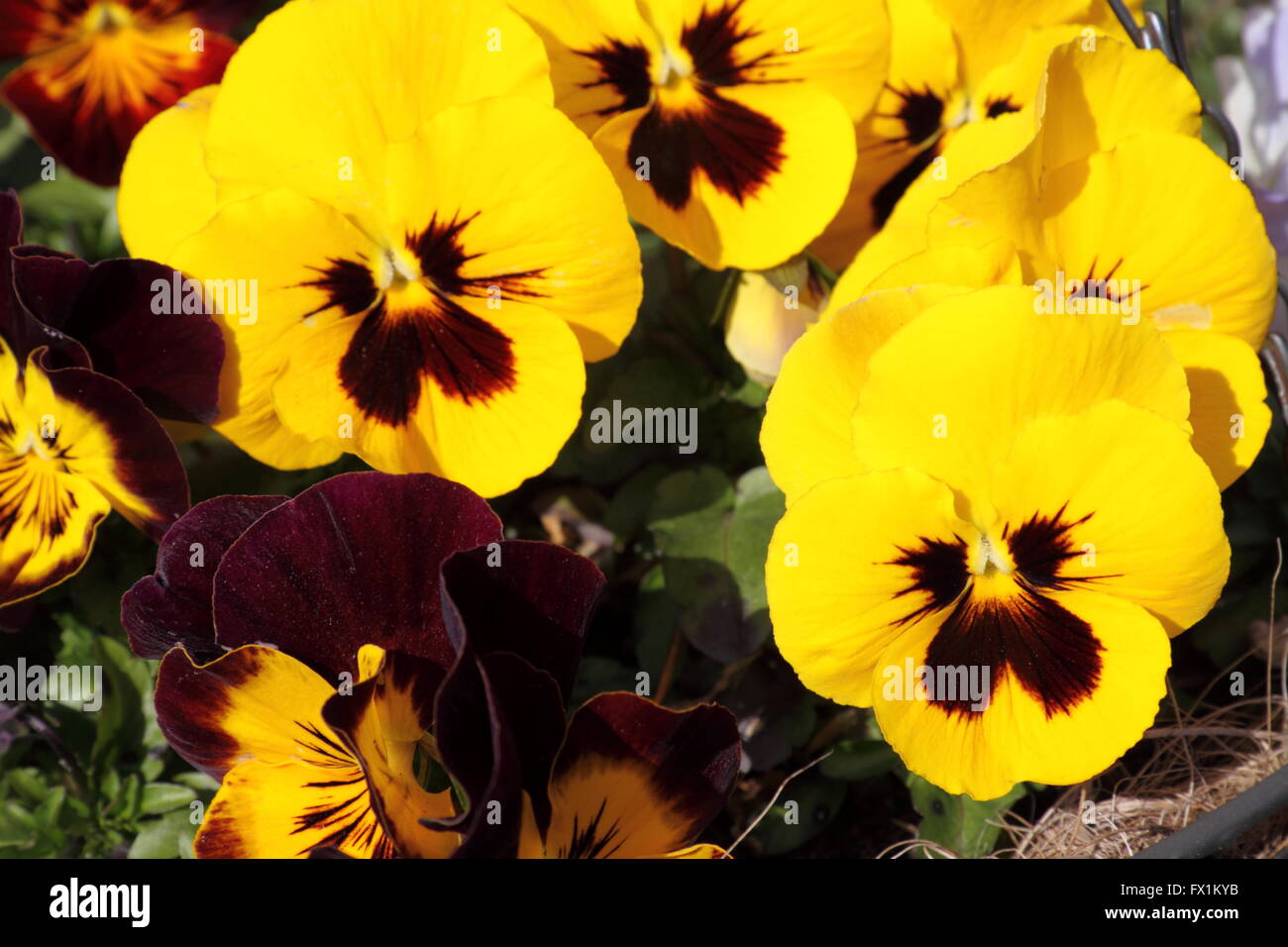 Hanging basket uk pansy hires stock photography and images Alamy