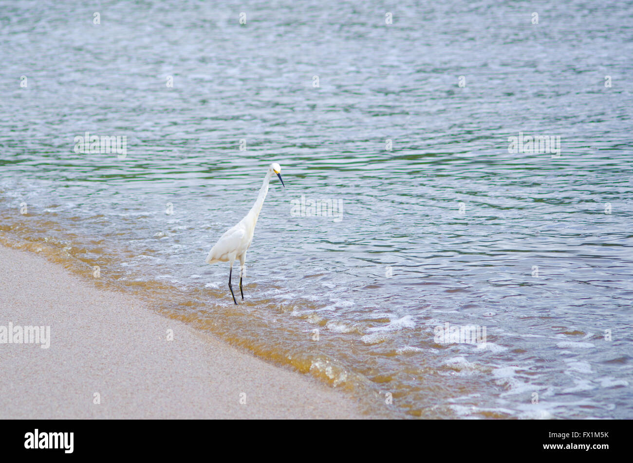 white bird with yellow feet on the sea Stock Photo Alamy