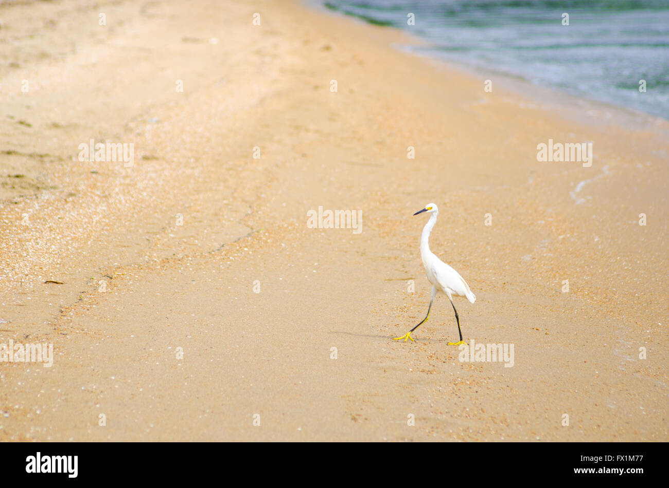 Little egret feet hires stock photography and images Alamy