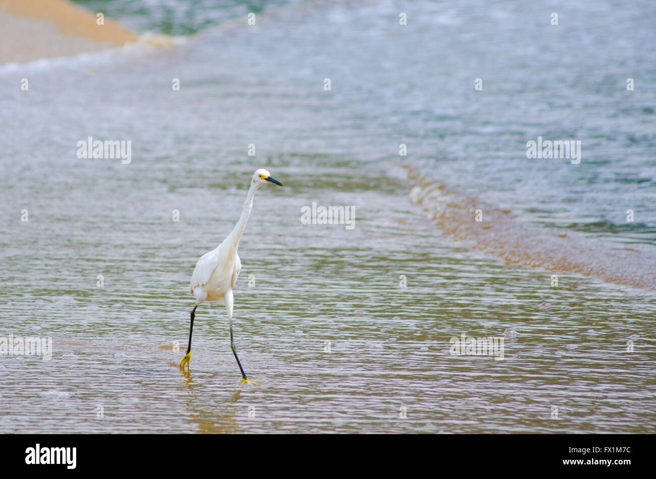 Yellow_feet hires stock photography and images Alamy
