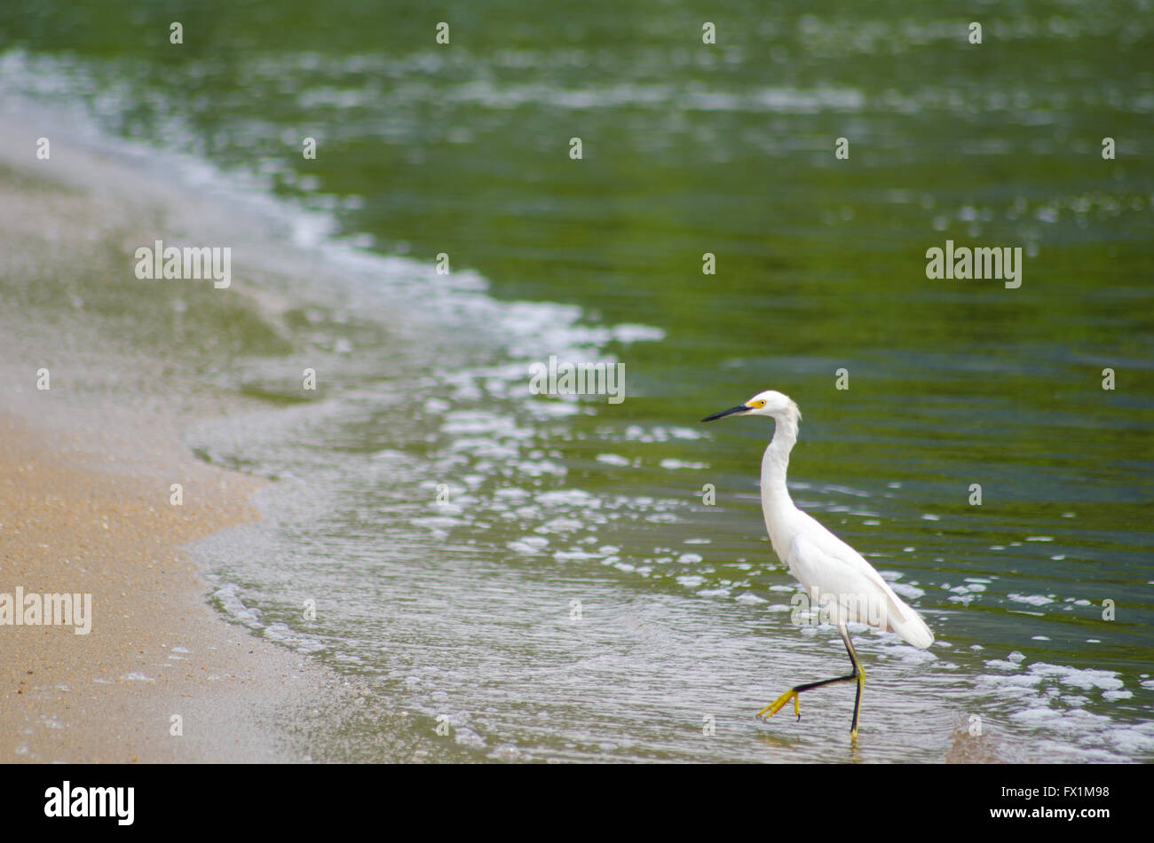 Yellow feet hires stock photography and images Alamy