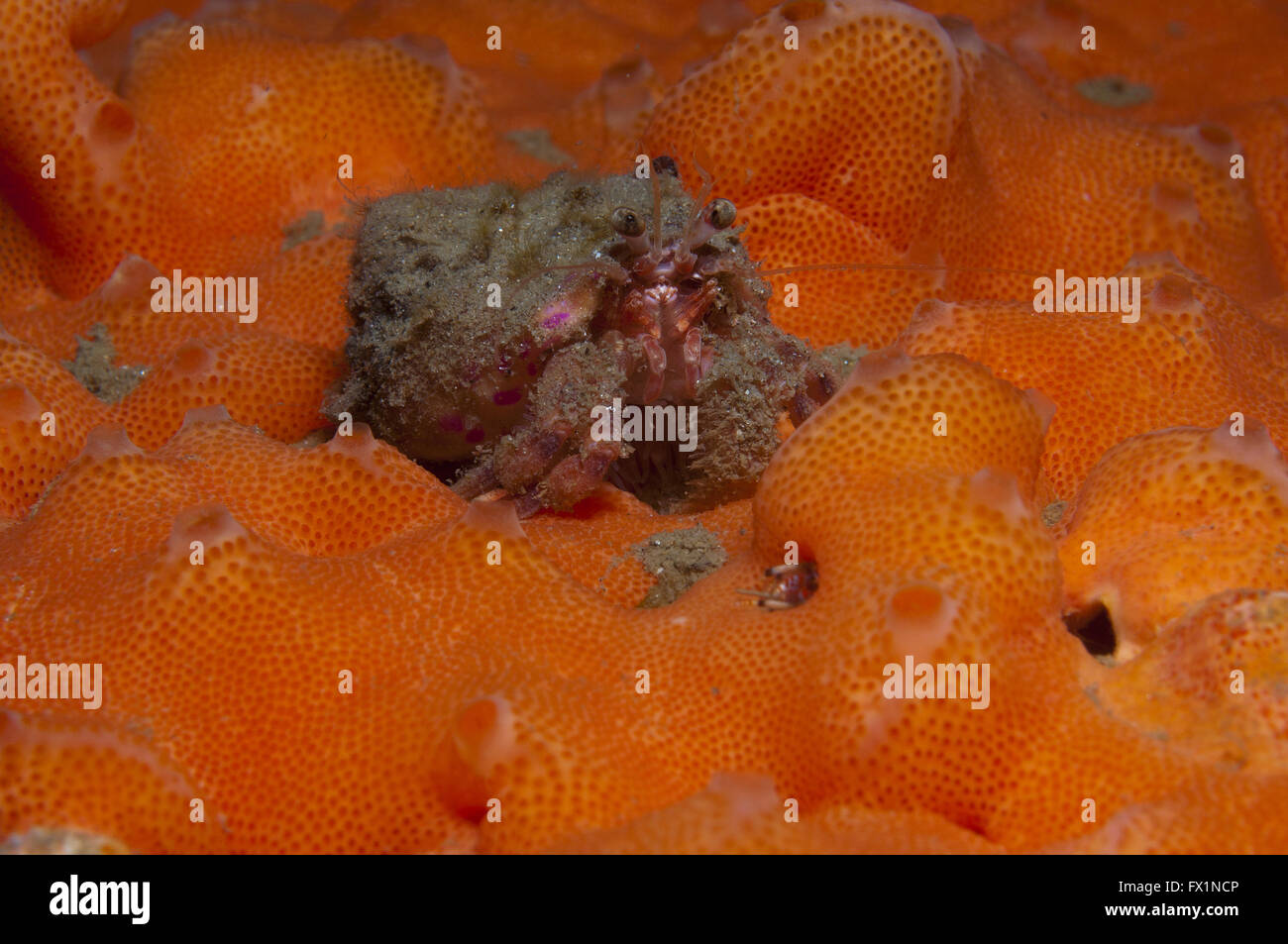 one small hermit crab anemones walking over an orange sponge Stock ...