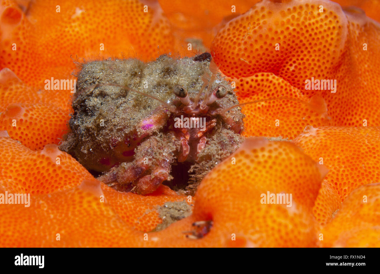 one small hermit crab anemones walking over an orange sponge Stock ...