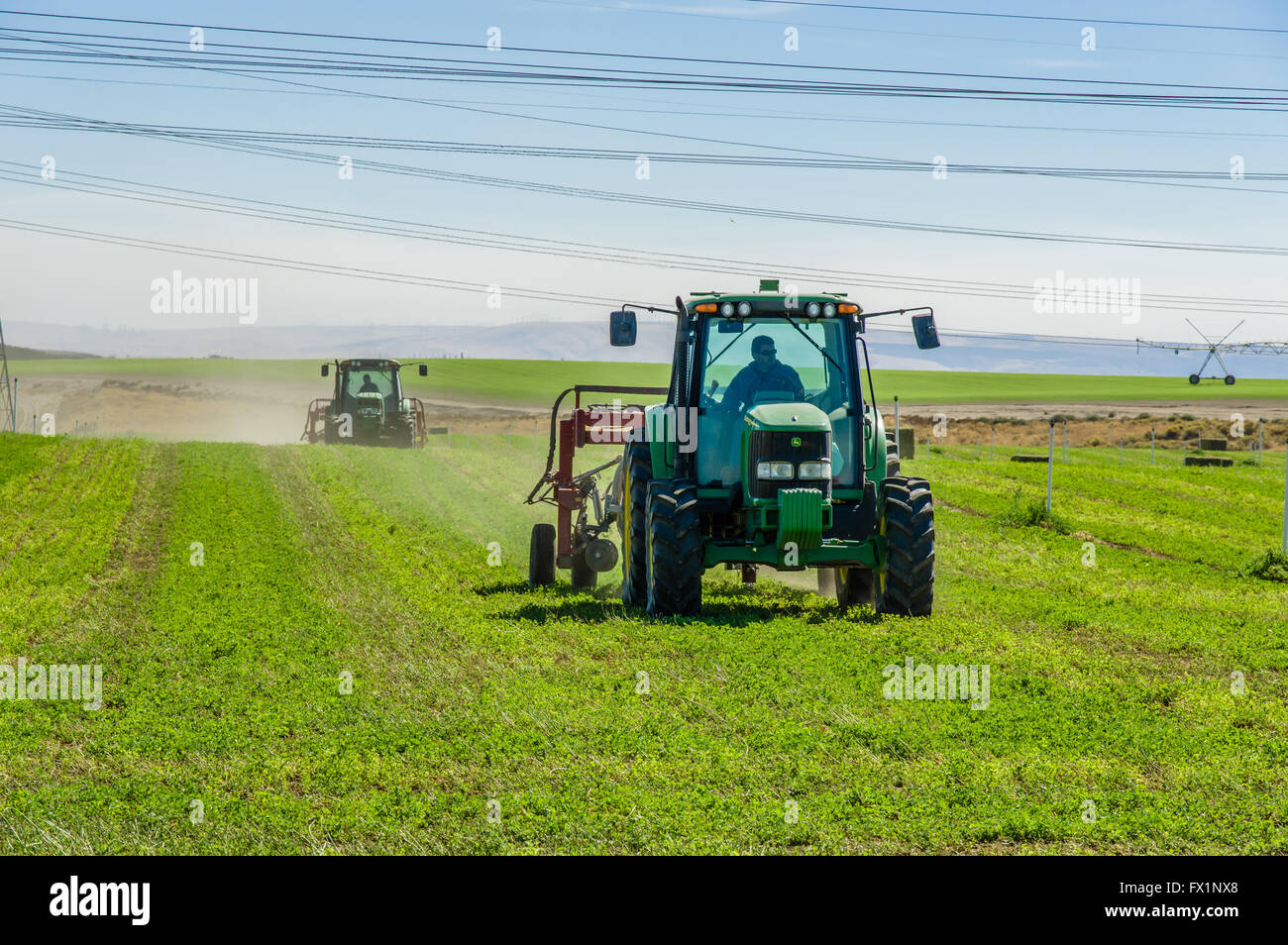 Farmer driving a tractor an rake to prepare alfalfa hay for baling ...