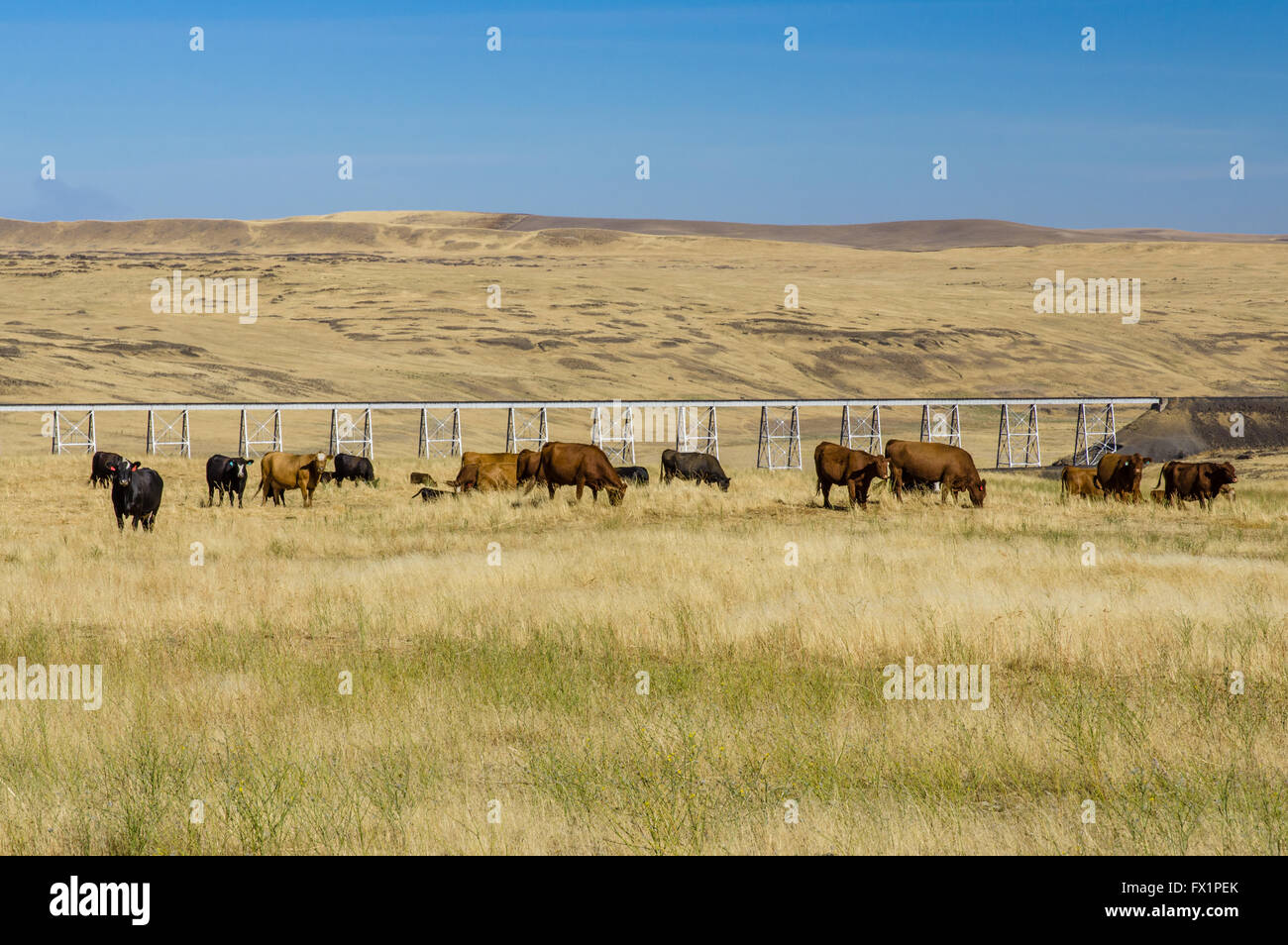 Herd of cattle with a railroad bridge in the background.  Washtuca, Washington Stock Photo