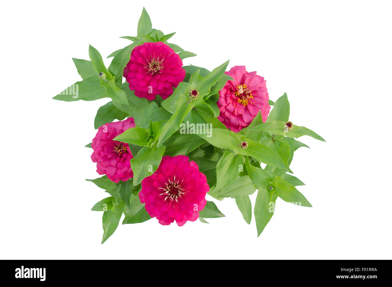 Blooming zinnias isolated on white background Stock Photo