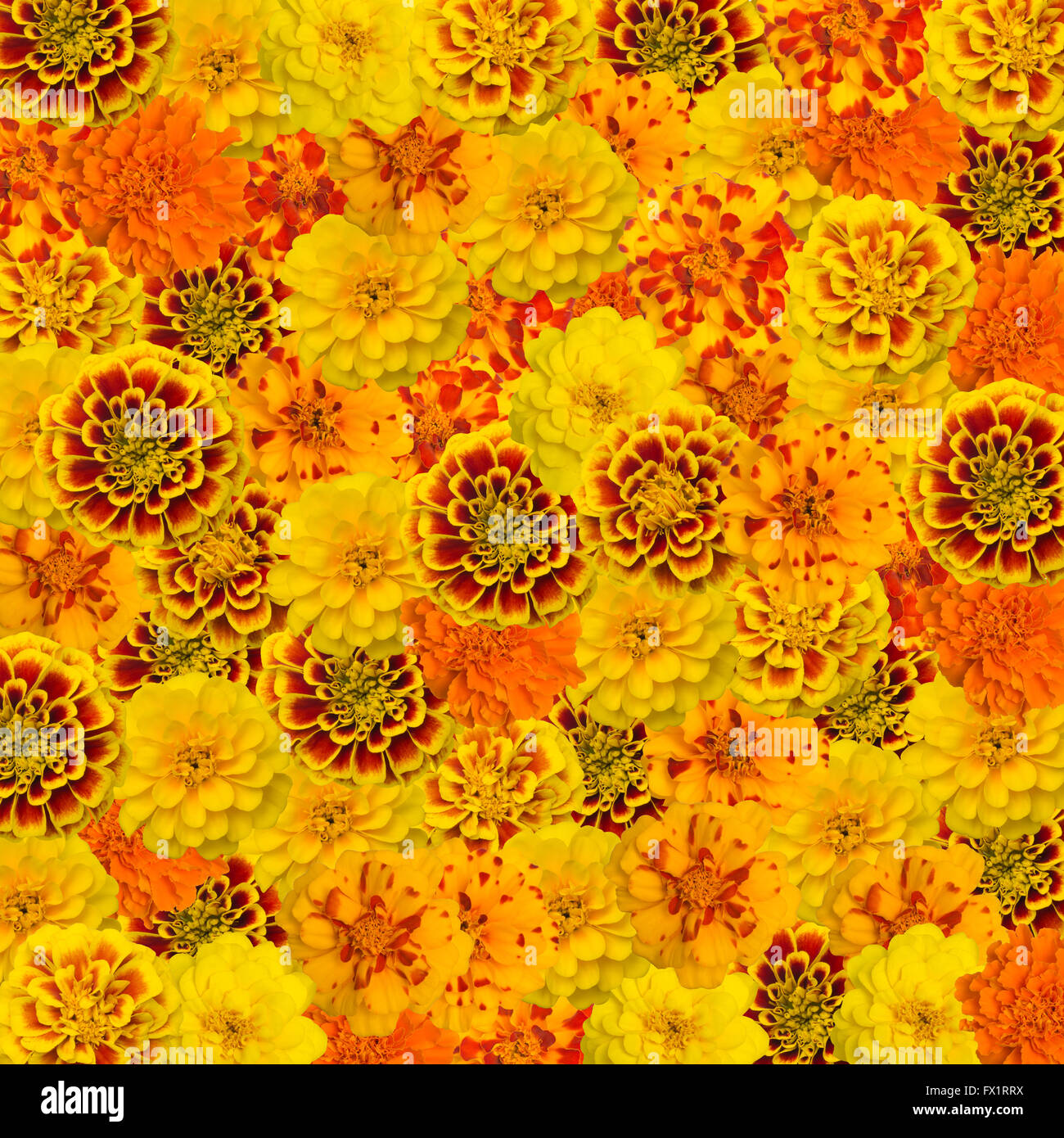 french marigolds background Stock Photo - Alamy