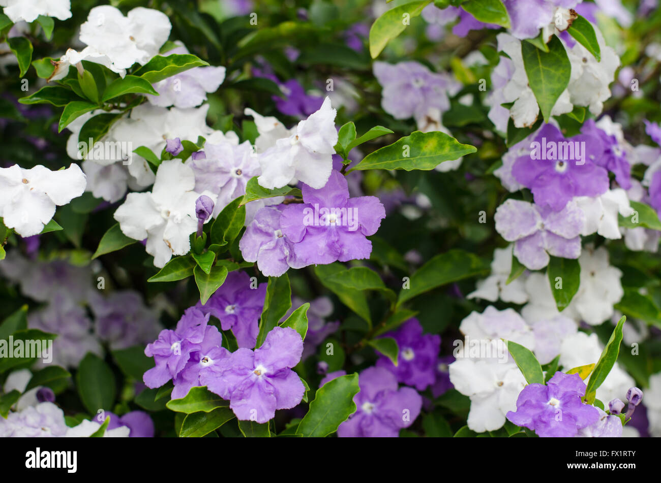 Brunfelsia Australis (Yesterday today and tomorrow flower) Stock Photo