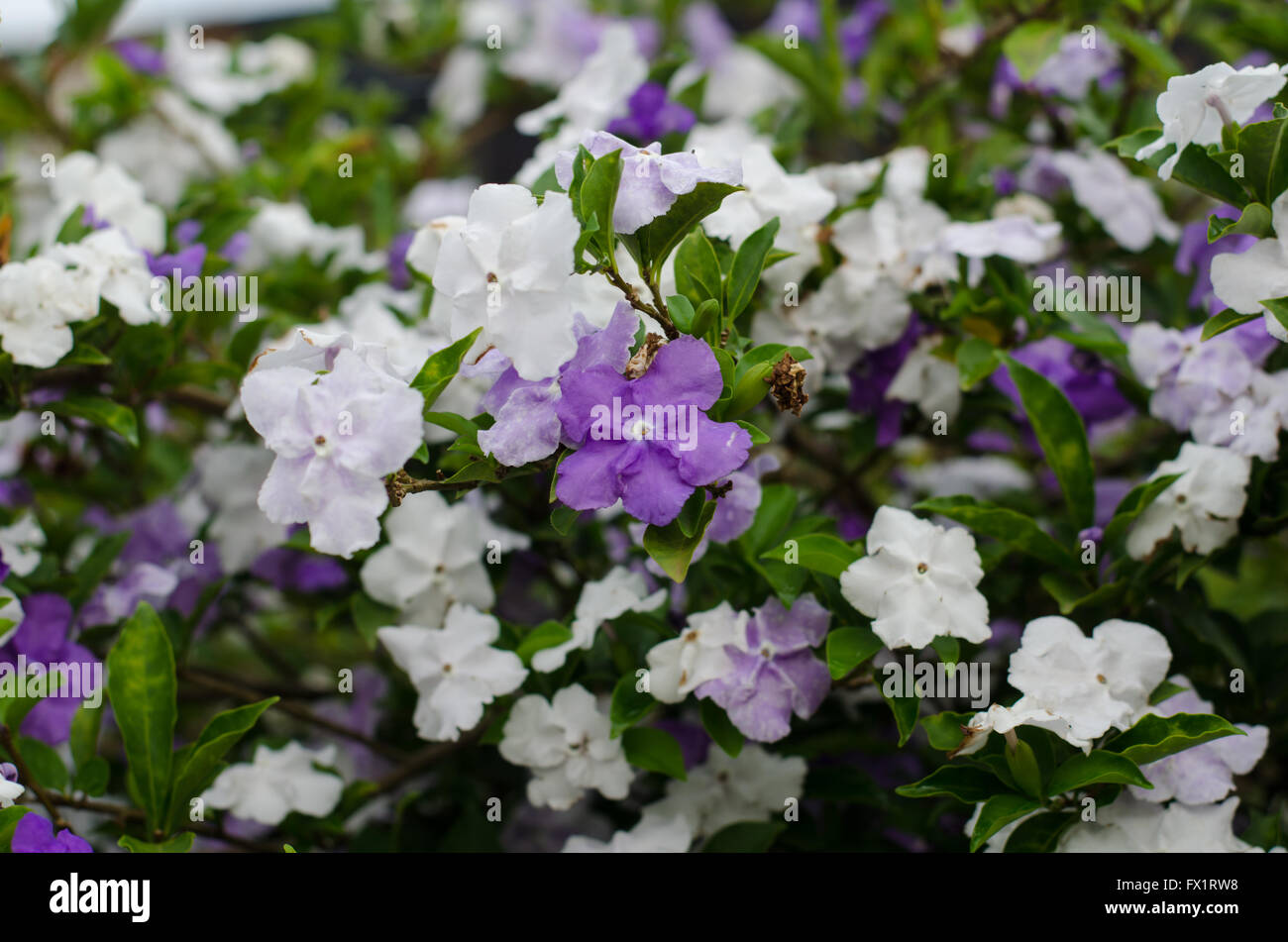 Brunfelsia Australis (Yesterday today and tomorrow flower) Stock Photo