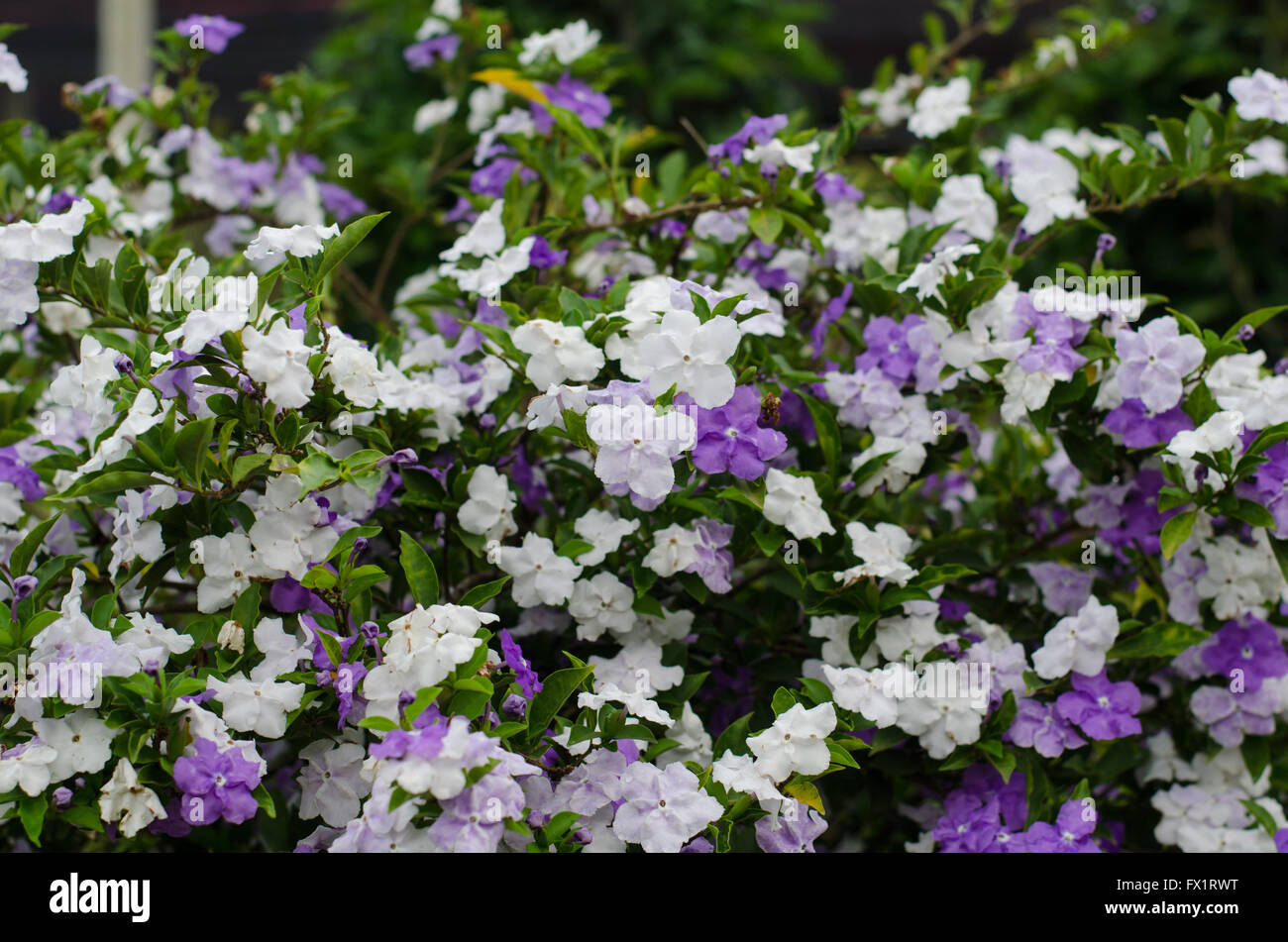Brunfelsia Australis (Yesterday today and tomorrow flower) Stock Photo