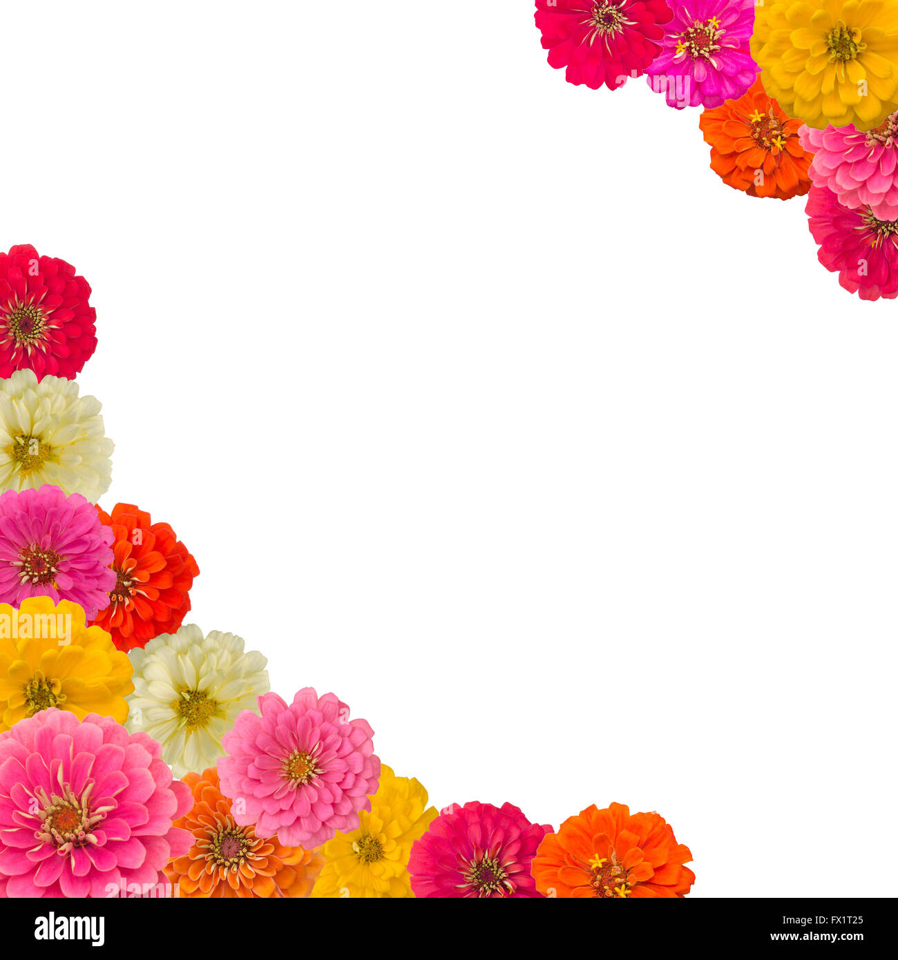 Frame of Zinnias flower isolated on white background Stock Photo