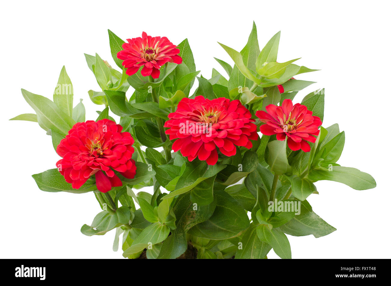 Zinnia Flower Cutout High Resolution Stock Photography And Images Alamy
