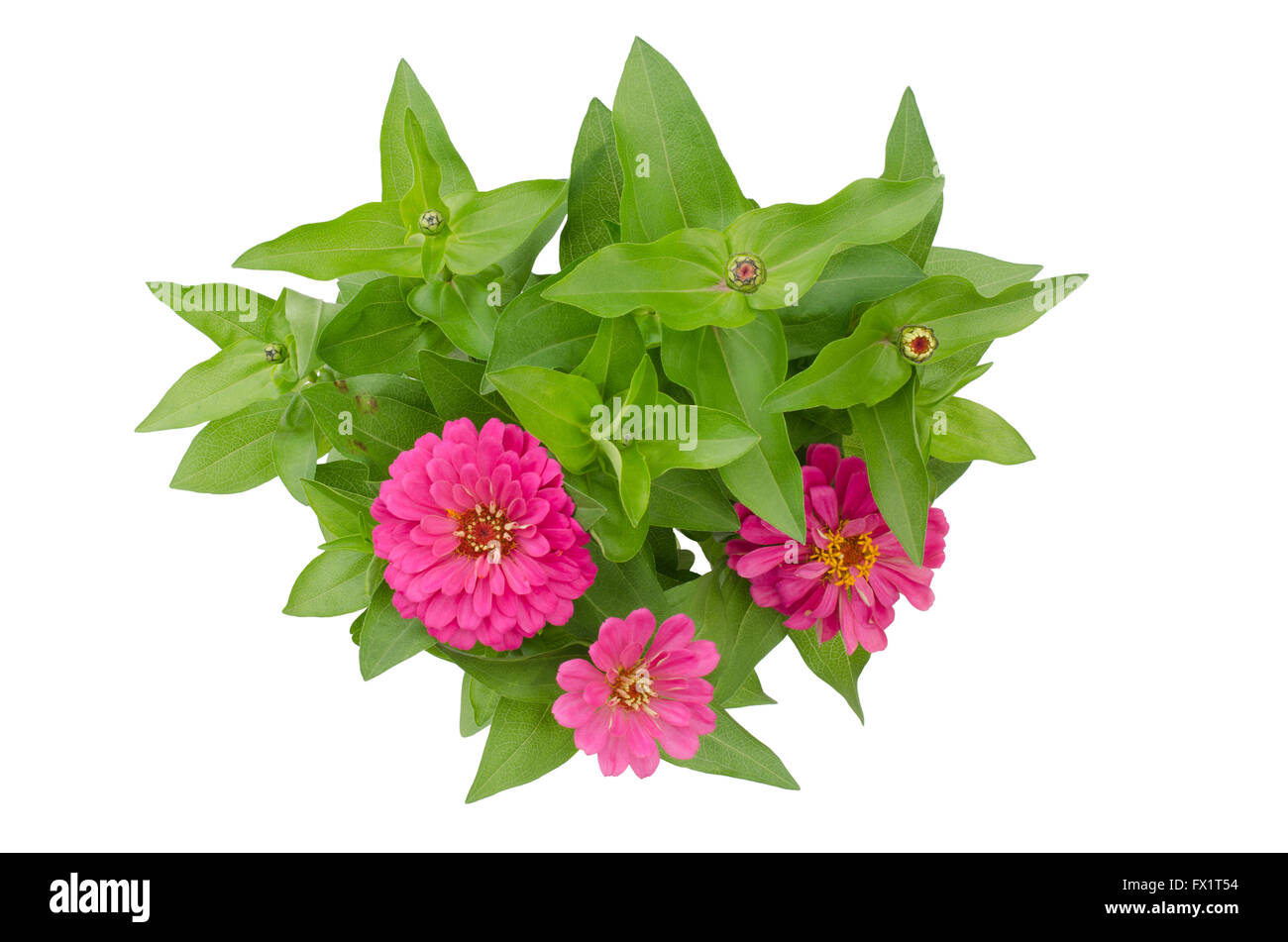 zinnia flower isolated on white background Stock Photo