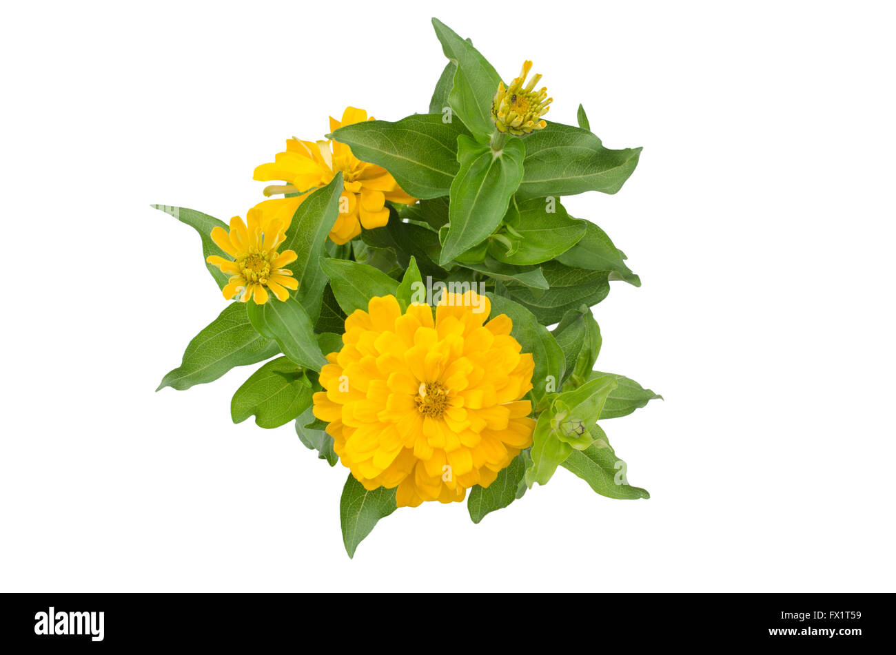 zinnia flower isolated on white background Stock Photo - Alamy