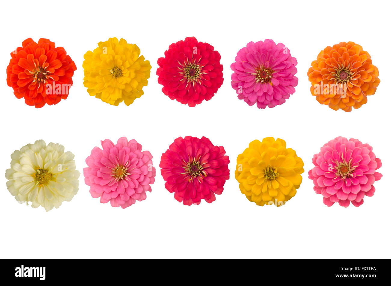 Blooming zinnias isolated on white background Stock Photo