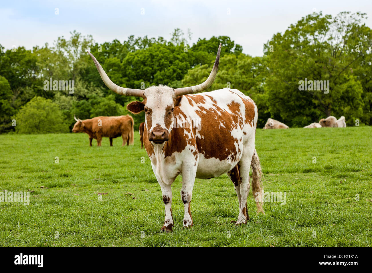 Longhorn cow in meadow Stock Photo
