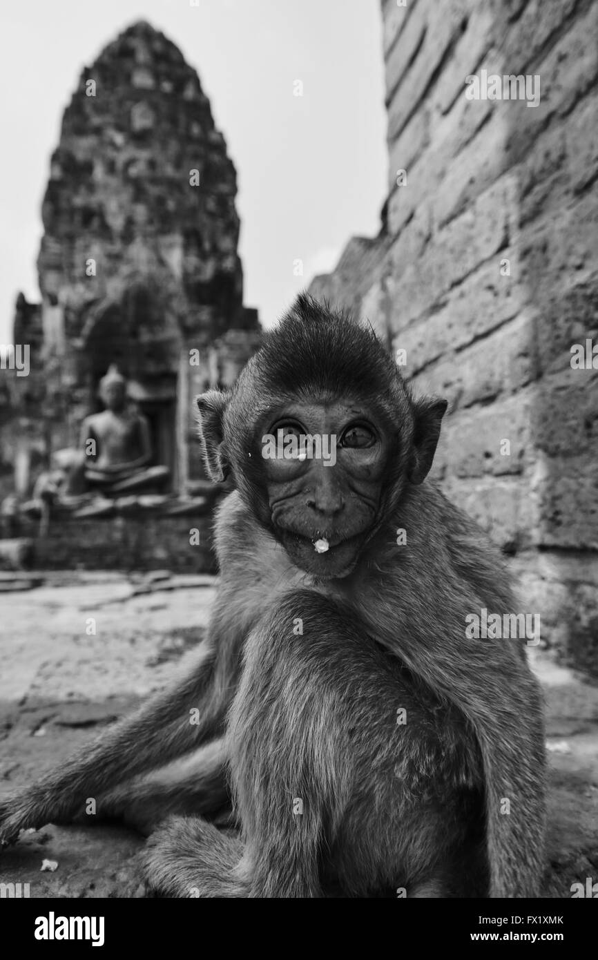 Monkey town Lopburi - Thailand Stock Photo