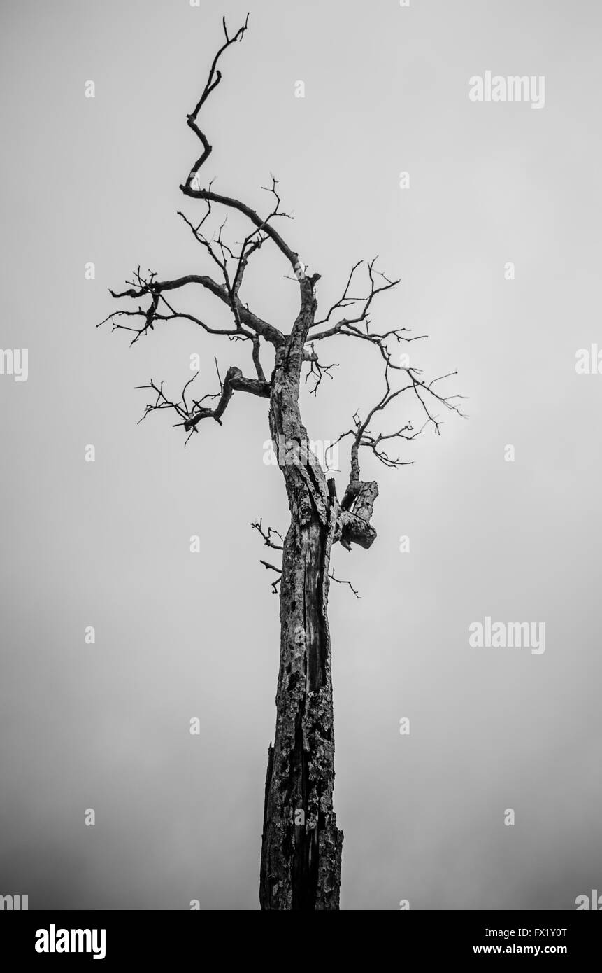 Black and White Alone Dead Tree Stock Photo