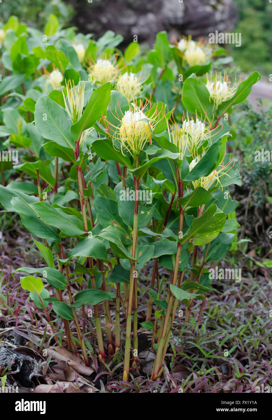 Rock Butterfly Lily Stock Photo