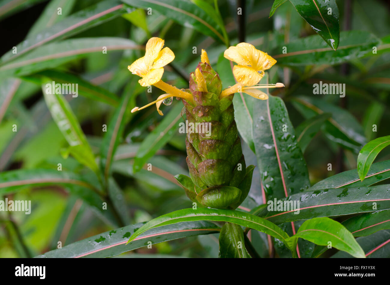 Hop Headed Barleria , Herbal treatment for snake and insects bite Stock Photo Alamy