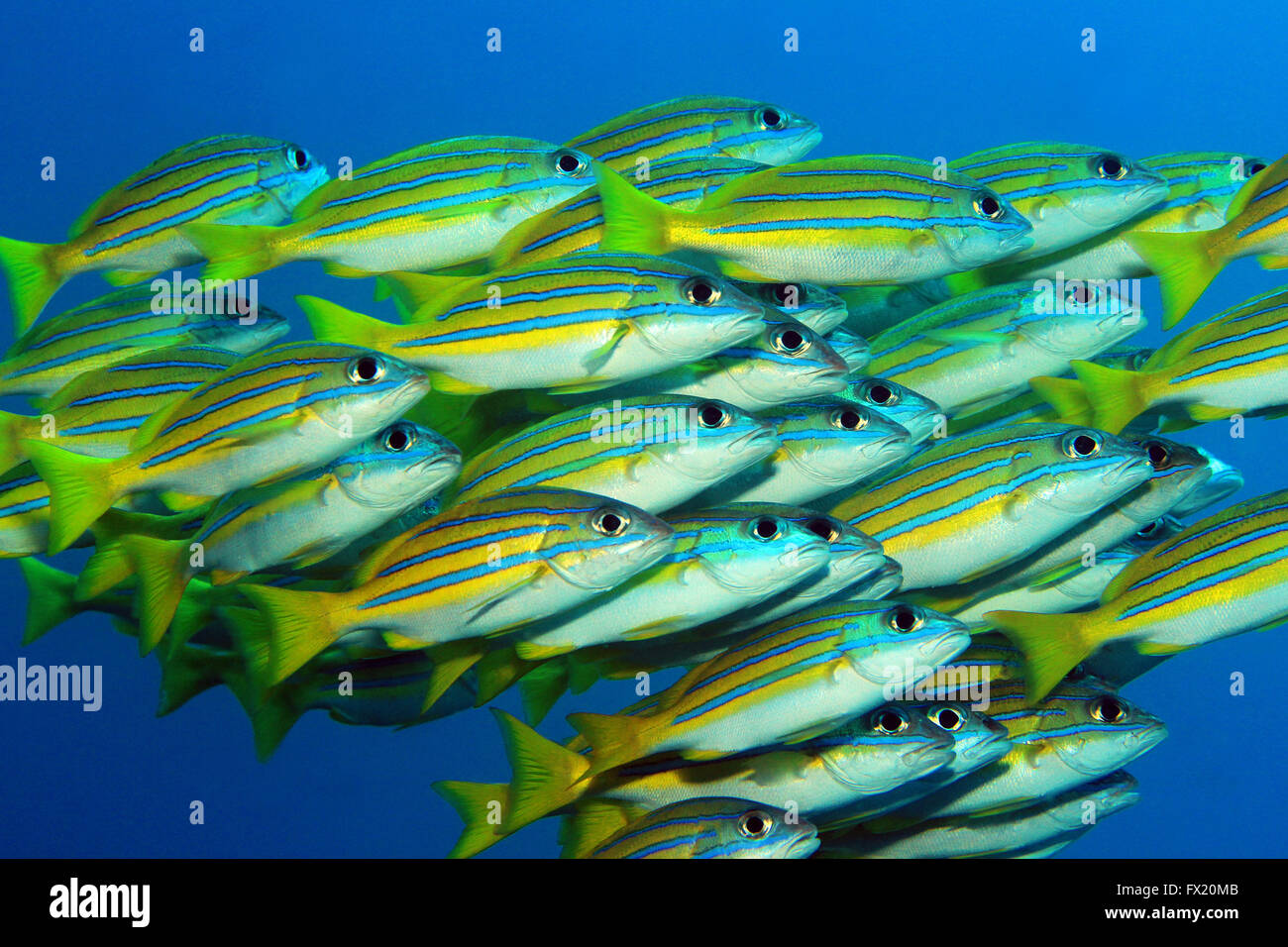 School of Blue-lined Snappers (Lutjanus Kasmira) against Blue Water. Mansuar, Raja Ampat, Indonesia Stock Photo