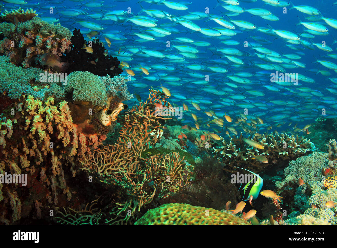 Schooling Fusiliers over a Colorful Coral Reef. Gam, Raja Ampat, Indonesia Stock Photo
