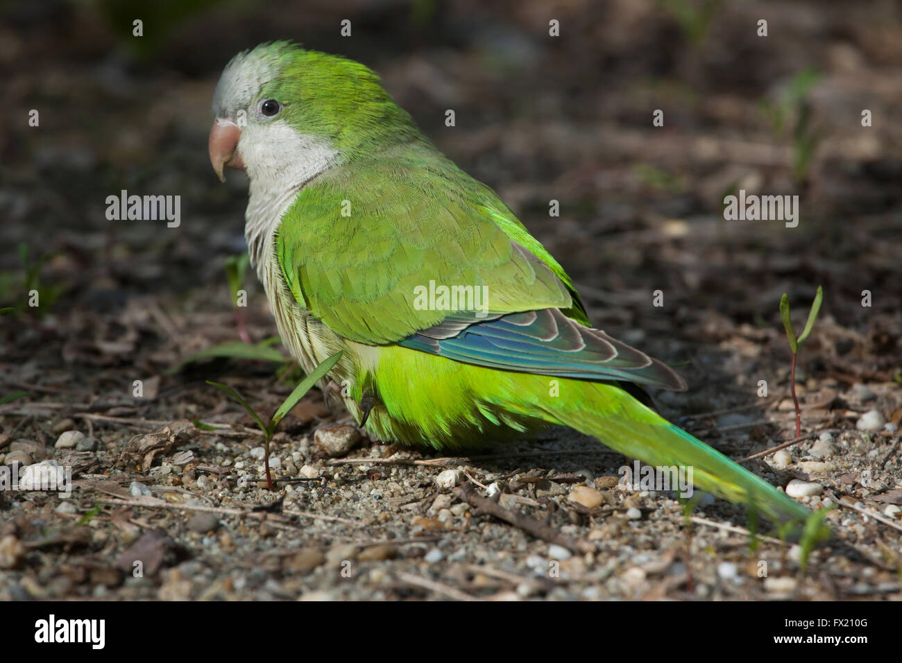 Monk parakeet (Myiopsitta monachus), also known as the quaker parrot at Budapest Zoo in Budapest, Hungary. Stock Photo