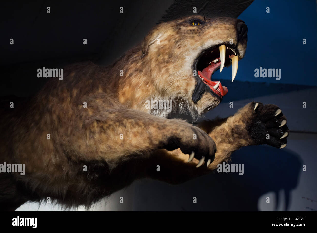 Saber-toothed tiger (Smilodon populator) displayed as a life size model at Budapest Zoo in Budapest, Hungary. Stock Photo