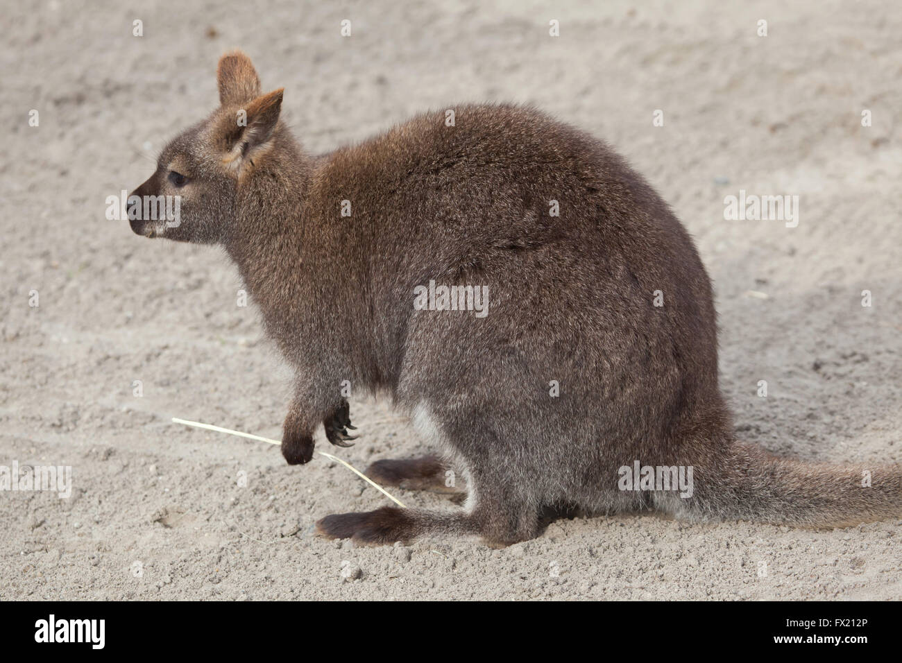 Red-necked wallaby (Macropus rufogriseus), also known as the Bennett's wallaby at Budapest Zoo in Budapest, Hungary. Stock Photo